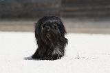 PETIT CHIEN LION 190